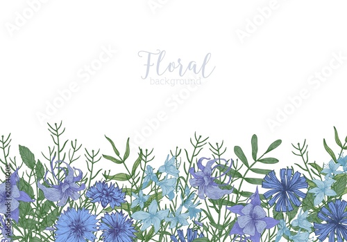 Rectangular background decorated with blue wild blooming flowers and meadow flowering herbs at bottom edge