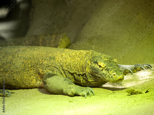 Komodo dragon  Varanus komodoensis  is the largest varan