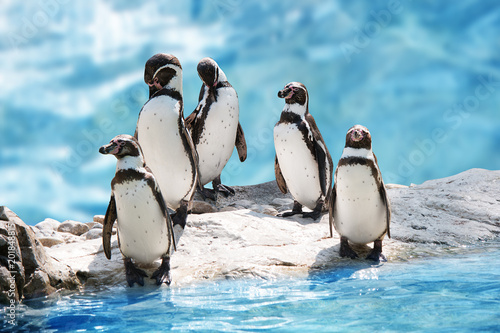 Foto group of funny penguins
