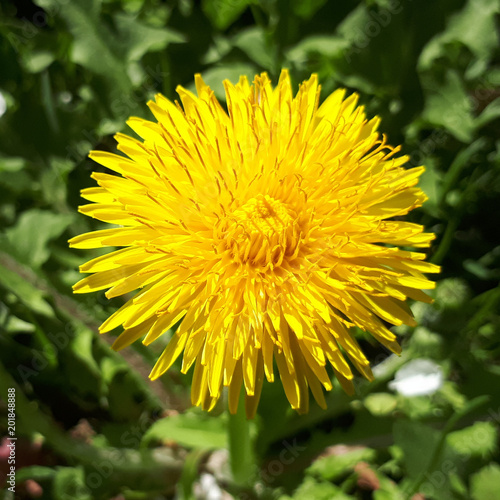 Fototapeta Closeup of a bright yellow blooming Sow Thistle (Sonchus oleraceus) on green grass background