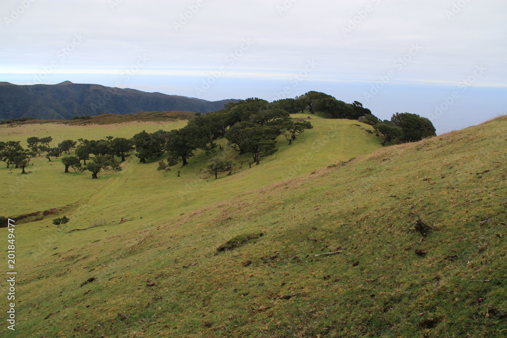 Fototapeta premium forêt de laurier de Fanal, Madère
