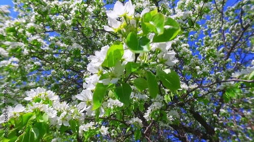 White apple-tree flowers on blue sky background photo