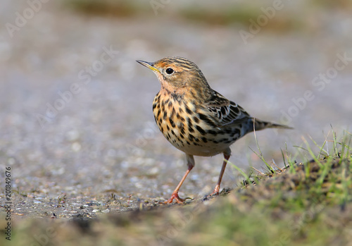 A red-throated pipit (Anthus cervinus) female sits on the ground among the grass and looks at the camera. Close upand detailed photo