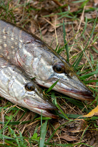 Close up view of freshwater pike fish lies on green grass..