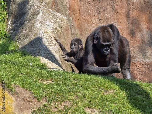 Western Lowland Gorilla, Gorilla g. gorila, teaches the young to collect food