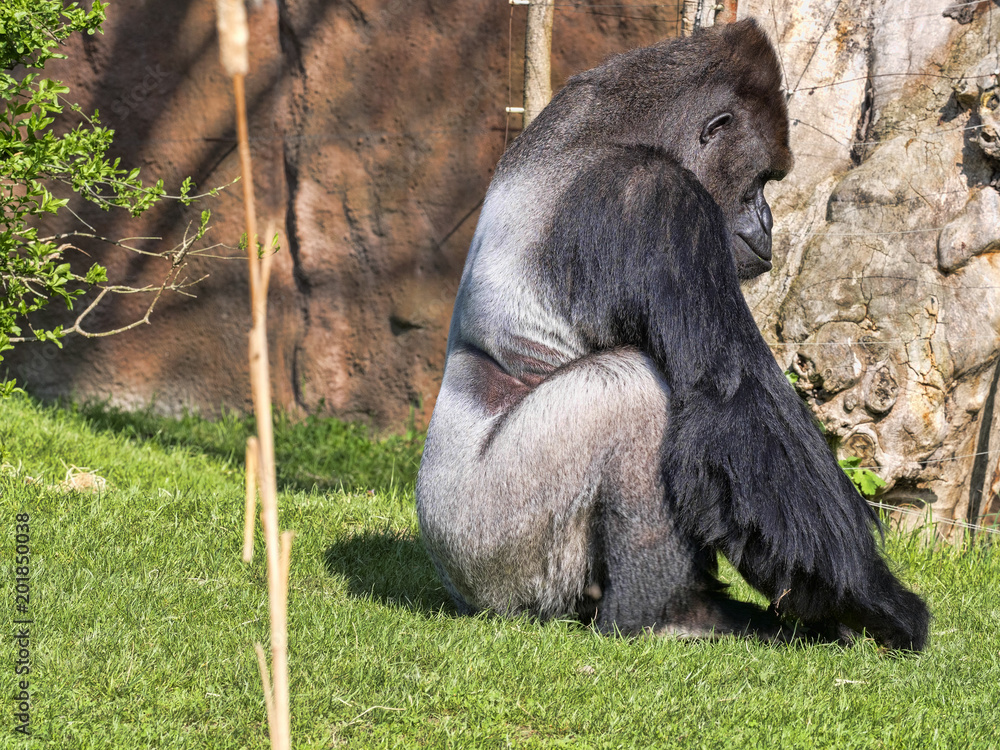 Fototapeta premium The Western Lowland Gorilla, Gorilla g.gorila, adult male Silver back