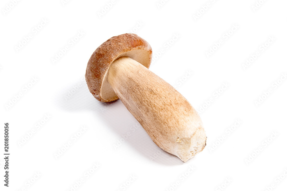 Single Porcini mushroom known as boletus edulis isolated on white background. Single Porcini mushroom known as boletus edulis isolated on white background.