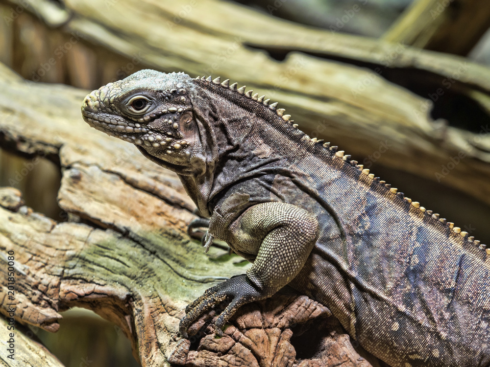 The young Cuban Ground Iguana, Cyclura n. nubila on a branch The young Cuban Ground Iguana, Cyclura n. nubila on a branch