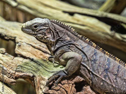 The young Cuban Ground Iguana  Cyclura n. nubila on a branch