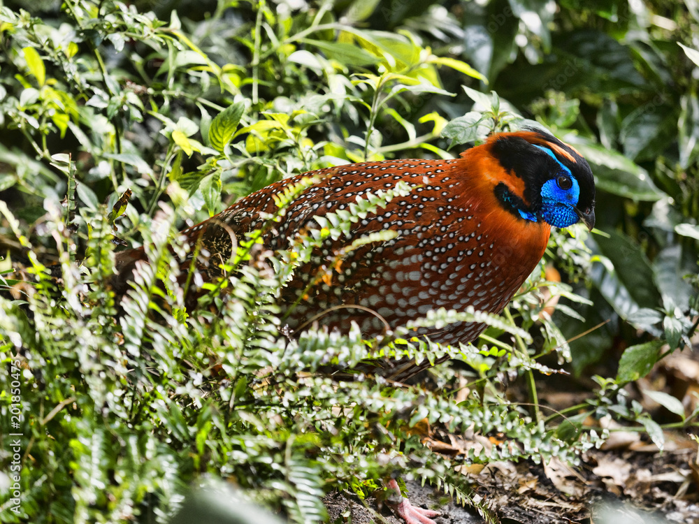 Fototapeta premium Temminck's Tragopan, Tragopan temminckii, is probably the most beautiful pheasant