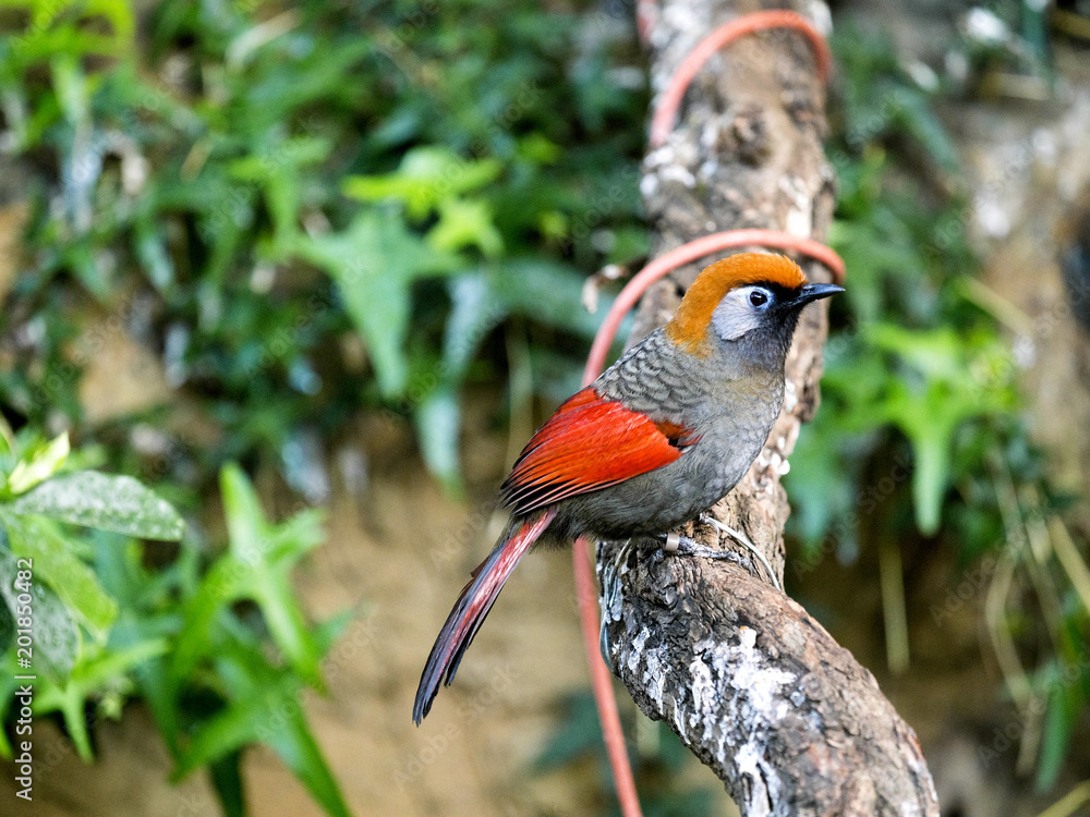 Naklejka premium Red-tailed Laughingthrush, Trochalopteron milnei, lives in the Himalayas