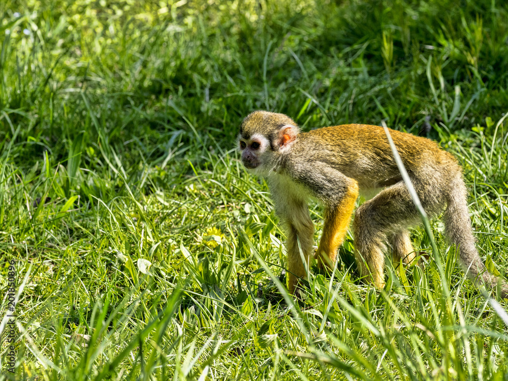Obraz premium Common squirrel monkey, Saimiri sciureus, is looking for food in the stand