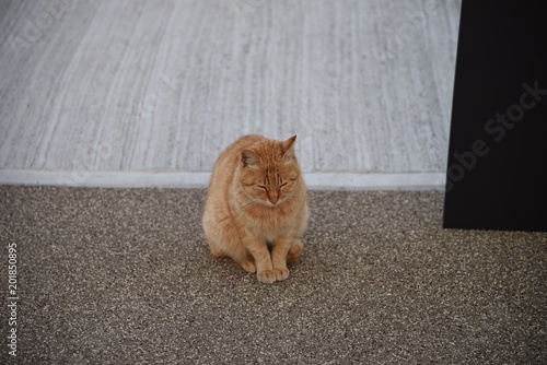Fotografia, Obraz お辞儀する猫