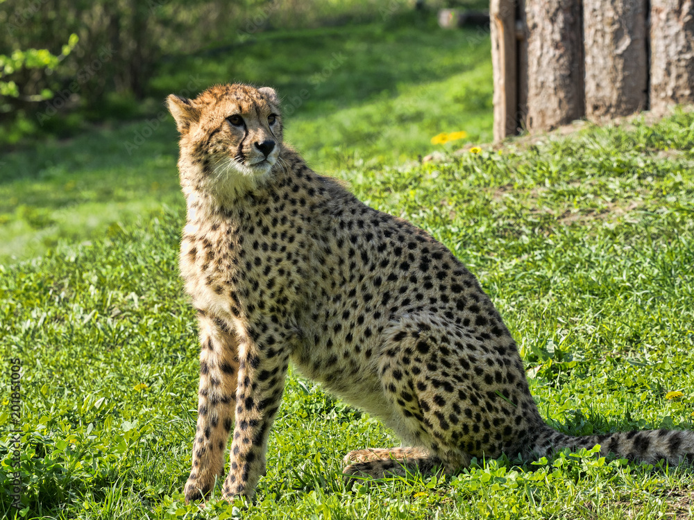 Adult female Cheetah, Acinonyx jubatus Adult female Cheetah, Acinonyx jubatus