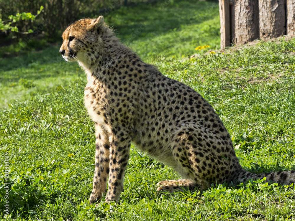 Fototapeta premium Adult female Cheetah, Acinonyx jubatus