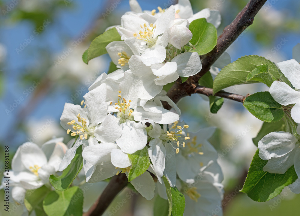 Apfelblüten, blühender Apfelbaum, Malus Apfelblüten, blühender Apfelbaum, Malus