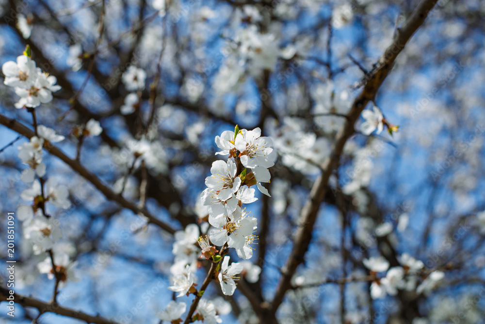 Spring blossom flower Spring blossom flower