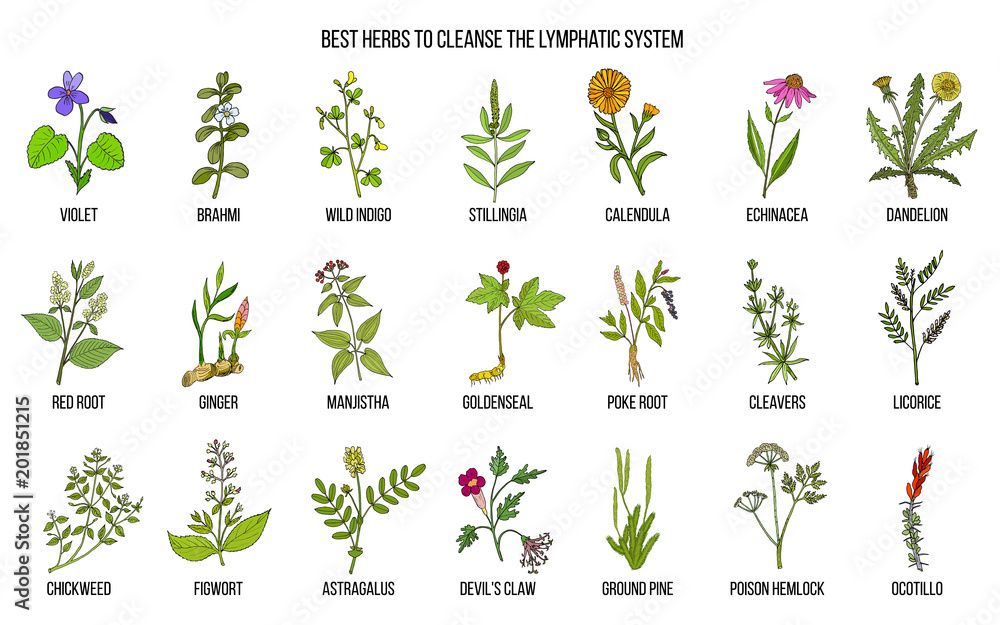 Best medicinal herbs to cleance the lymphatic system Stock Vector