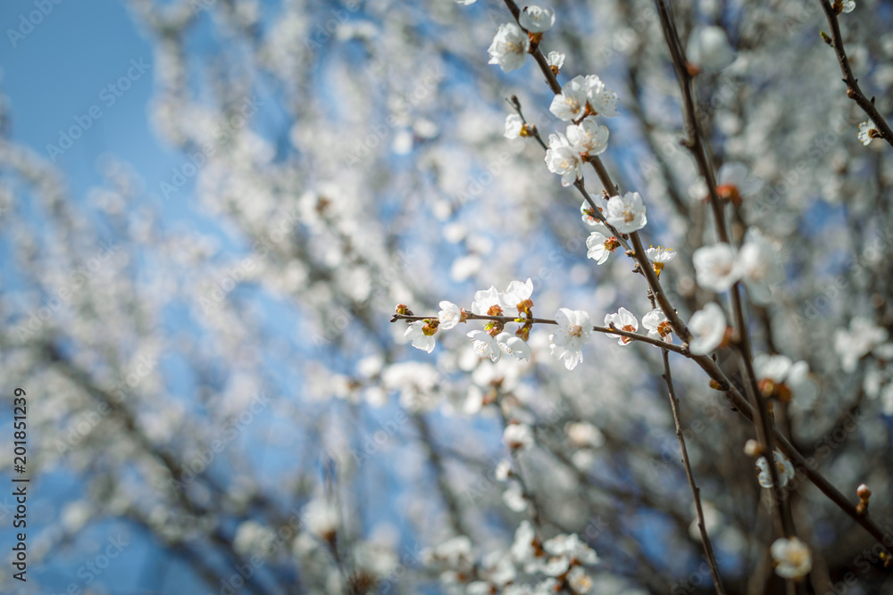 Spring blossom flower Spring blossom flower