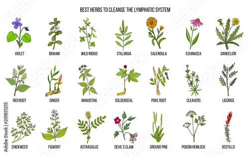 Best medicinal herbs to cleance the lymphatic system