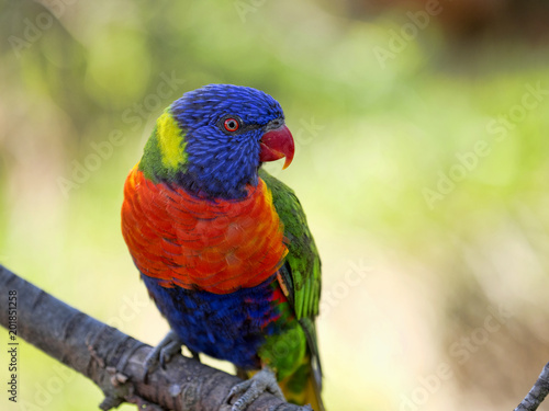 Rainbow lorikeet, Trichoglossus haematodus moluscanus, is beautifully colored