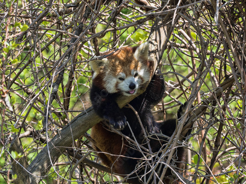Fototapeta Naklejka Na Ścianę i Meble -  Red panda, Ailurus fulgens, hidden in a tree