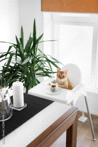 a red-haired cute cat sits at a white table on a white chair in front of a crochet and pulls his paw to the cake