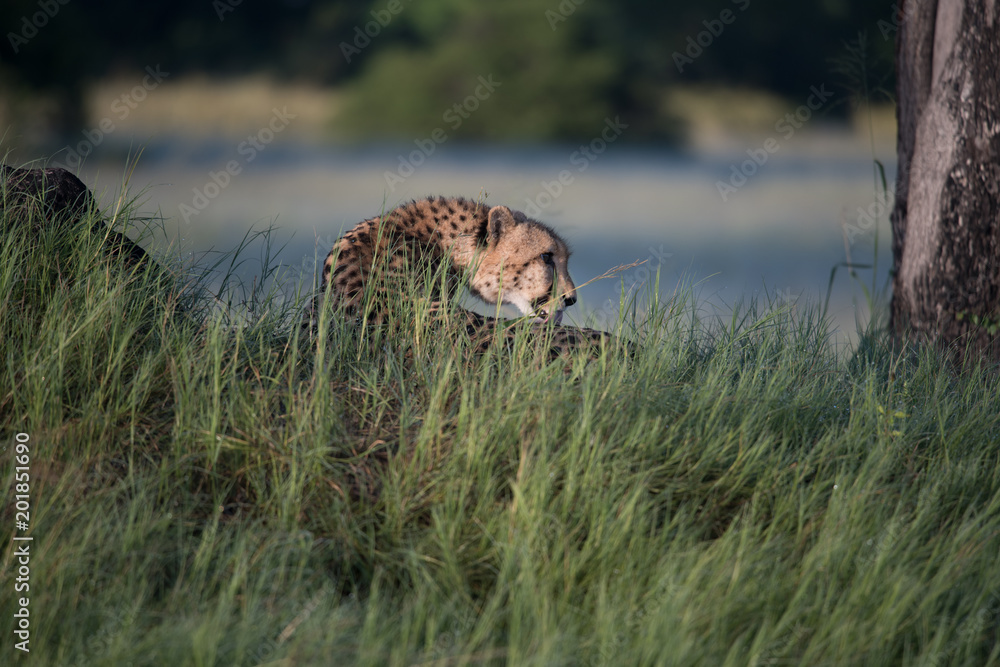 African cheetah, Masai Mara National Park, Kenya, Africa. Cat in nature habitat. Greeting of cats (Acinonyx jubatus) African cheetah, Masai Mara National Park, Kenya, Africa. Cat in nature habitat. Greeting of cats (Acinonyx jubatus)