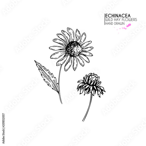 Hand drawn wild hay flowers. Echinacea flower. Medical herb. Vintage engraved art. Botanical illustration. Good for cosmetics  medicine  treating  aromatherapy  nursing  package design  field bouquet.