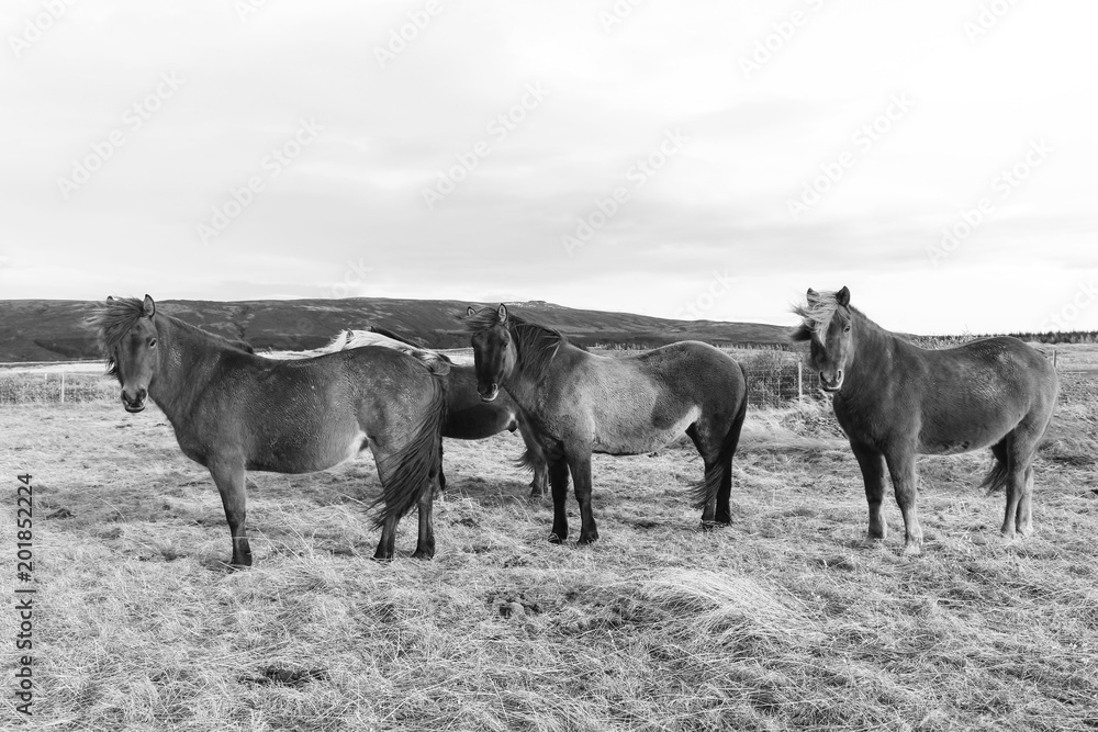 Group of Iceland Ponies in black and white Group of Iceland Ponies in black and white