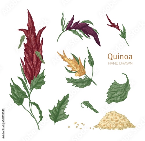 Bundle of various quinoa flowering plants and seeds hand drawn on white background. Collection of gorgeous cultivated grain crops for healthy nutrition. Realistic vector illustration in vintage style.