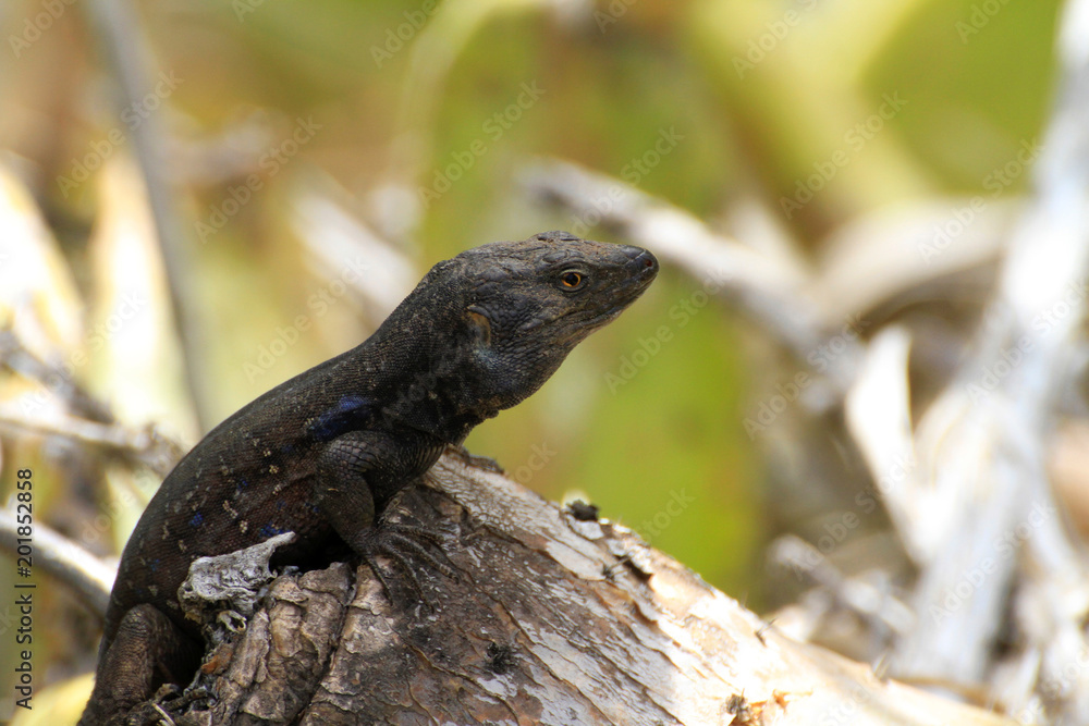 Obraz premium Lagarto