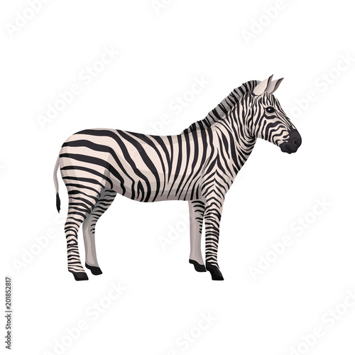 Zebra wild african animal  side view vector Illustration on a white background