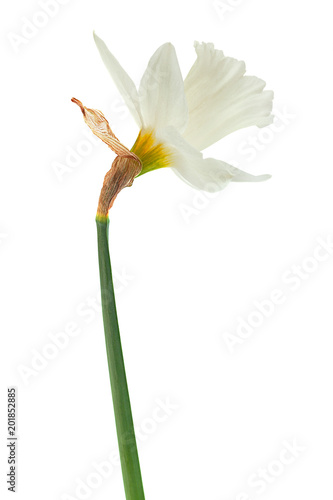 Fototapeta Naklejka Na Ścianę i Meble -  Narcissus spring flower on white