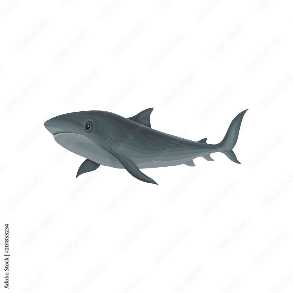 Fototapeta premium Shark marine mammal, inhabitant of sea and ocean vector Illustration on a white background
