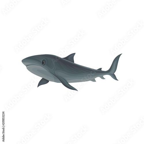 Shark marine mammal  inhabitant of sea and ocean vector Illustration on a white background