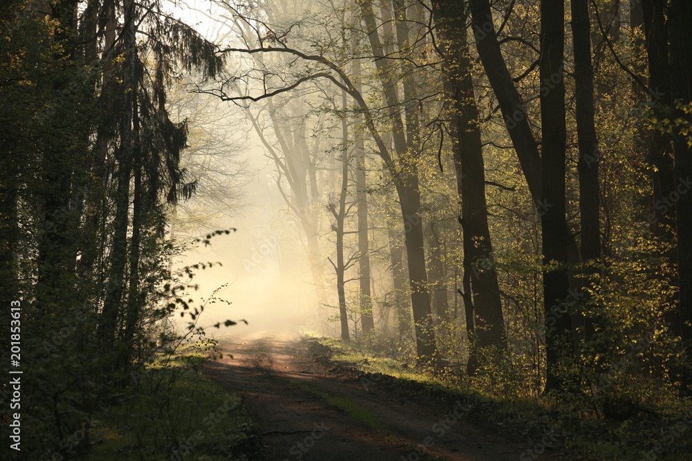 Obraz premium Spring forest on a foggy morning
