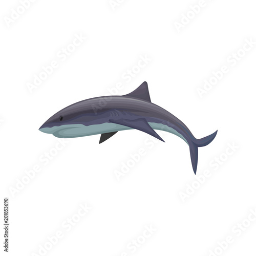 Shark marine mammal creature vector Illustration on a white background