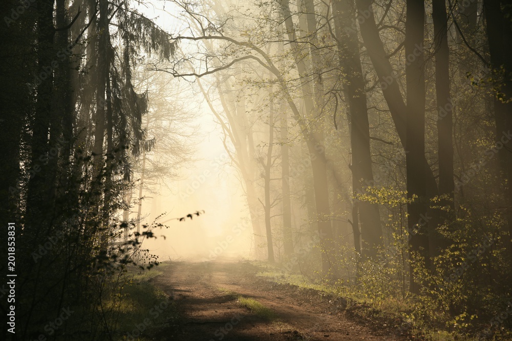Fototapeta premium Early spring forest at dawn