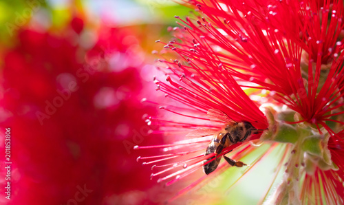 Springtime. Closeup of honey bee pollinating bright red flower, callistemon.