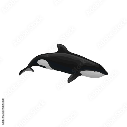 Killer whale marine mammal  inhabitant of sea and ocean vector Illustration on a white background