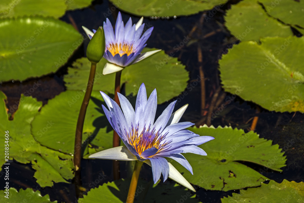 Water Lillies Bud with Floating Green Leaves Background Water Lillies Bud with Floating Green Leaves Background
