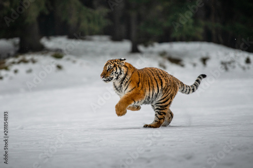 Siberian Tiger in the snow (Panthera tigris)	