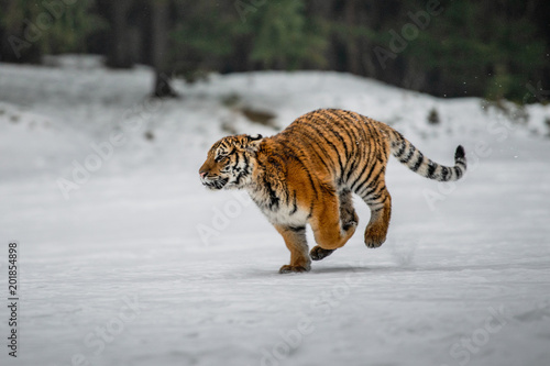 Siberian Tiger in the snow  Panthera tigris  