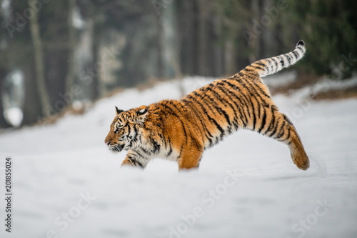 Siberian Tiger in the snow (Panthera tigris) 
