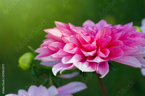 Fototapeta Naklejka Na Ścianę i Meble -  Macro shot of a pink dahlia.