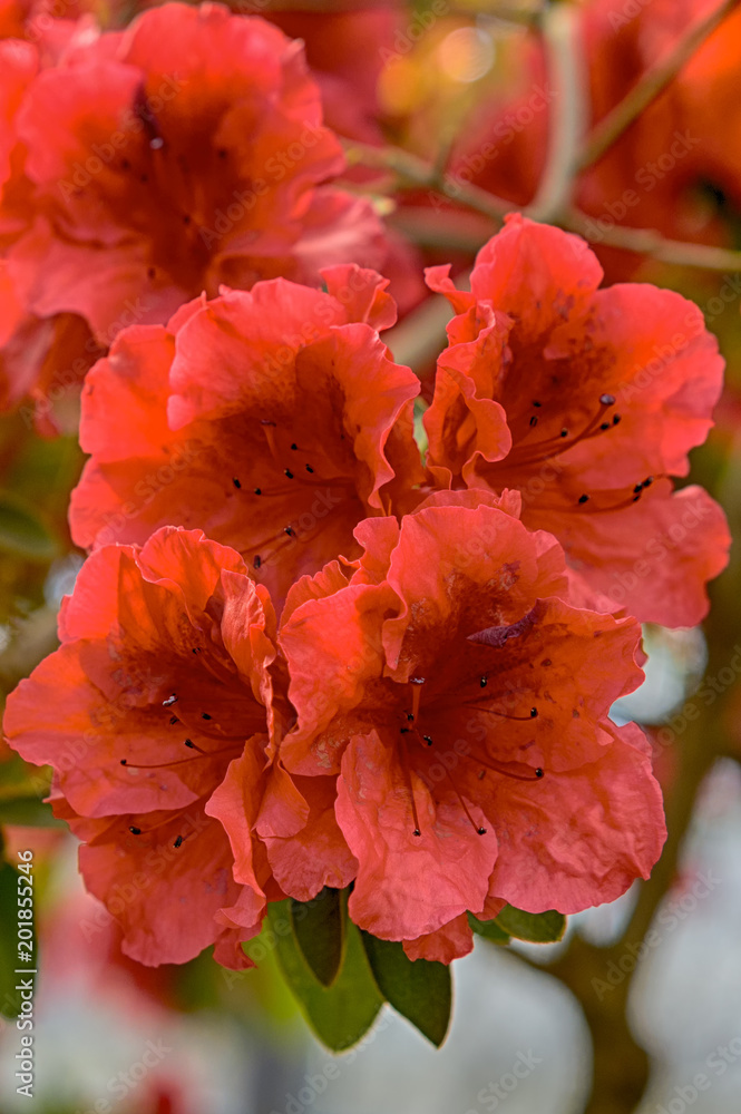 Mollis Azalea (Rhododendron x mollis) Red azaleas in the beautiful sunshine.