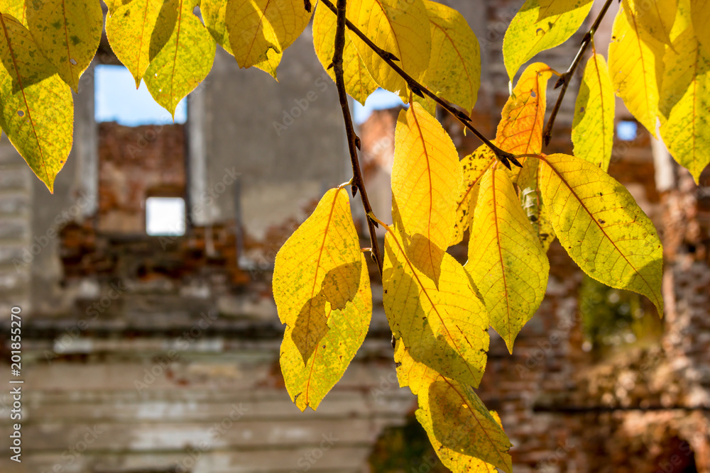 Obraz premium Yellow leaves on a tree on a sunny autumn afternoon in the park 