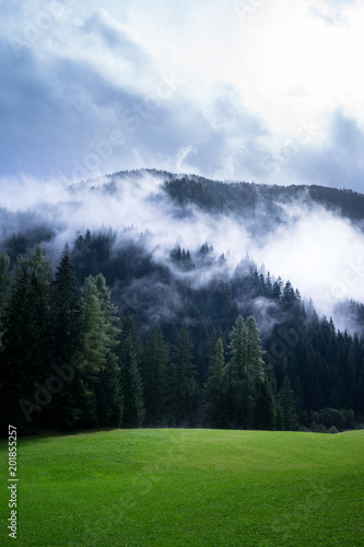 Clouds in the trees above a lush green summer meadow