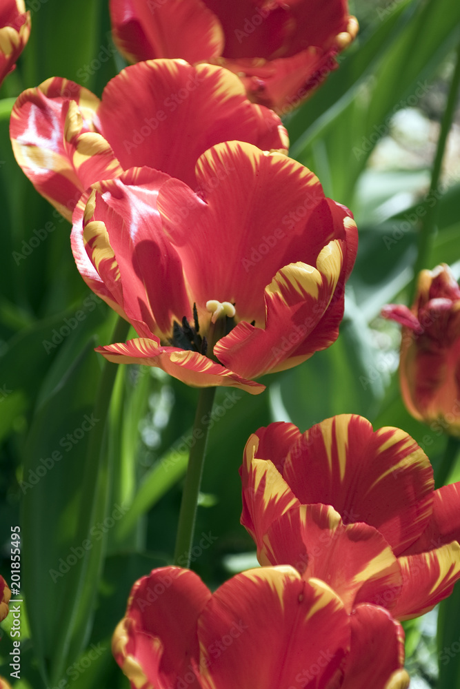 Fototapeta premium Tulipano rosso ,gesneriana di Tulipa, primo piano